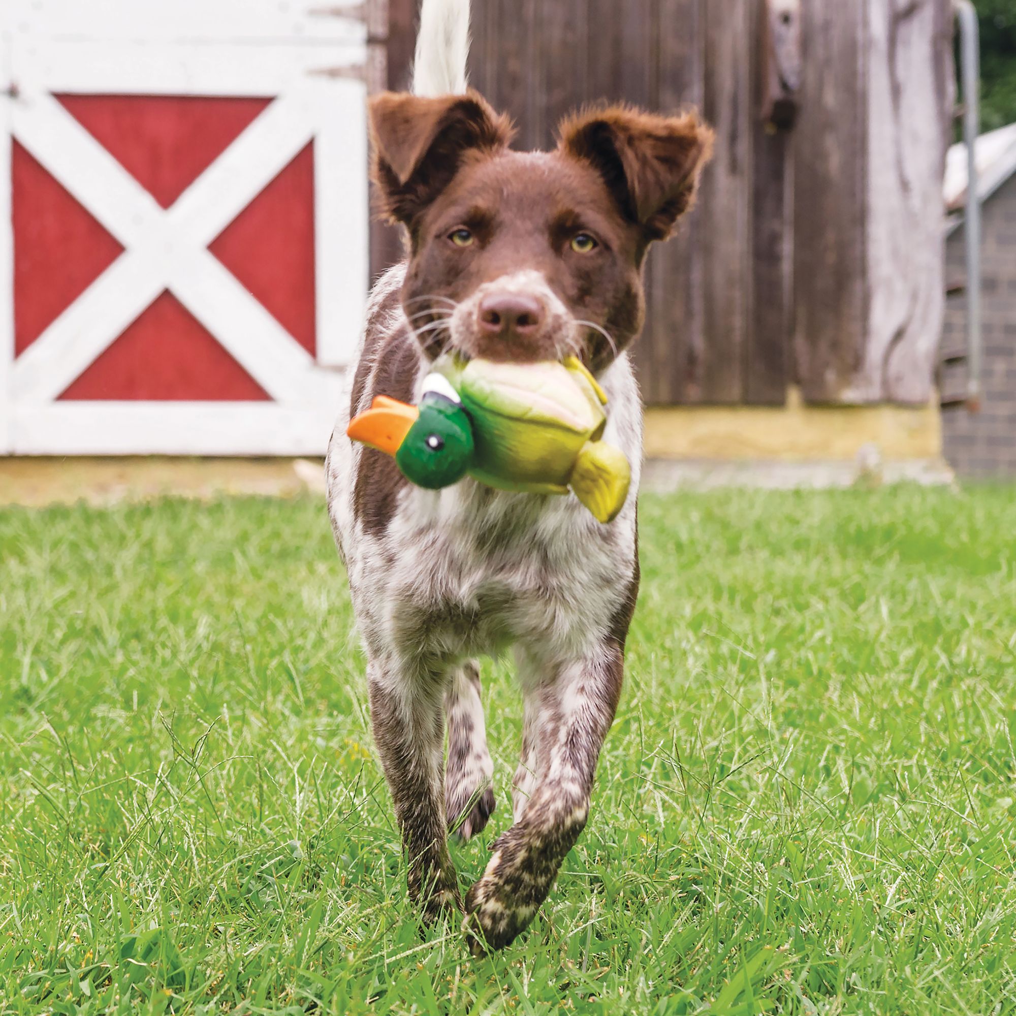 barnacle dog toy