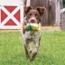 PetSafe® Busy Buddy Barnacle Toy image thumbnail 4