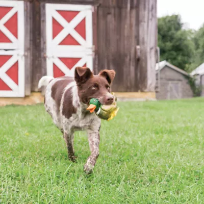 Barnacle dog toy hotsell