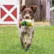 Product PetSafe Sportsmen Squeeze Meeze Dog Toy