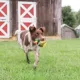 Product PetSafe Sportsmen Squeeze Meeze Dog Toy