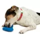 Product  PetSafe® Freezable Treat Holding Chilly Penguin Toy