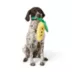 Joyhound® Corn Treat Dispensing Plush Dog Toy image thumbnail 3