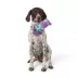 Joyhound® Hippo Treat Dispensing Rope Dog Toy image thumbnail 3