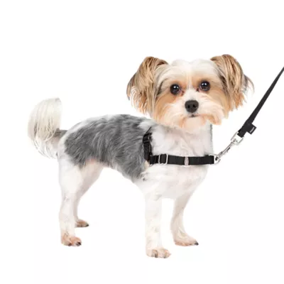PetSafe® Easy Walk Dog Harness, No Pull Dog Harness, Multiple Sizes & Colors - Image 1