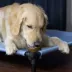 Starmark Cookie Cup Treat 3-Pack image thumbnail 4