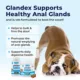 Product Glandex® boot the scoot!™ Anal Gland Health Soft Chews for Dogs - Peanut Butter, 60 count