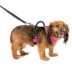 PetSafe® EasySport Nylon Reflective Dog Harness image thumbnail 1