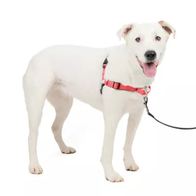 PetSafe® Easy Walk Deluxe Dog Harness, No Pull Harness, Padded, Reflective, Multiple Sizes & Colors - Image 1