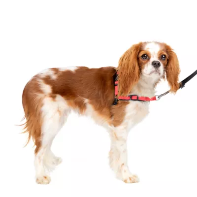 PetSafe® Easy Walk Deluxe Dog Harness, No Pull Harness, Padded, Reflective, Multiple Sizes & Colors - Image 1