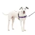 PetSafe® Easy Walk Dog Harness, No Pull Dog Harness, Multiple Sizes & Colors image thumbnail 1