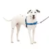 PetSafe® Easy Walk Dog Harness, No Pull Dog Harness, Multiple Sizes & Colors image thumbnail 1