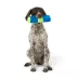 Joyhound® Game On Active Crinkle Bottle Dog Toy image thumbnail 3