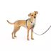 PetSafe® Easy Walk Dog Harness, Comfort Harness, No Pull, Premium Foam, Multiple Sizes & Colors image thumbnail 1