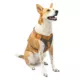 Product Kurgo® Journey Air Dog Harness