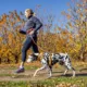 Product Kurgo® Journey Air Dog Harness
