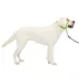 PetSafe® Gentle Leader Nylon Dog Headcollar image thumbnail 1