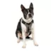 Kurgo® Journey Air Dog Harness image thumbnail 1