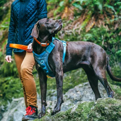 Product Kurgo® Journey Air Dog Harness