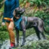 Kurgo® Journey Air Dog Harness image thumbnail 5