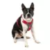 Kurgo® Journey Air Dog Harness image thumbnail 1