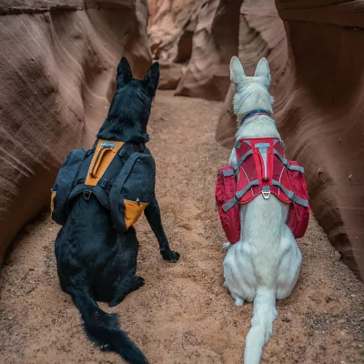 Kurgo® Baxter Dog Backpack - Image 5