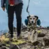 Kurgo® Baxter Dog Backpack image thumbnail 5