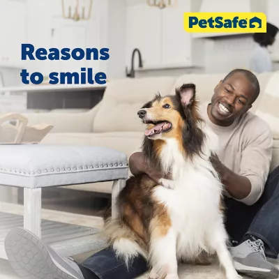 PetSafe® Martingale 3/4" Nylon Dog Collar - Image 2