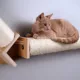 Product Armarkat Wall Series Bridge Cat Post