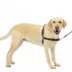 PetSafe® Easy Walk Dog Harness, No Pull Dog Harness, Multiple Sizes & Colors image thumbnail 1
