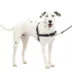PetSafe® Easy Walk Dog Harness, No Pull Dog Harness, Multiple Sizes & Colors image thumbnail 1