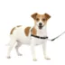 PetSafe® Easy Walk Dog Harness, No Pull Dog Harness, Multiple Sizes & Colors image thumbnail 1