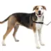 PetSafe® Easy Walk Dog Harness, No Pull Dog Harness, Multiple Sizes & Colors image thumbnail 1