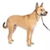 PetSafe® Gentle Leader Nylon Dog Headcollar image thumbnail 1