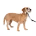 PetSafe® Gentle Leader Nylon Dog Headcollar image thumbnail 1