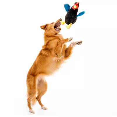 Product Playology Clucking Hen Chicken Scent Plush Dog Toy