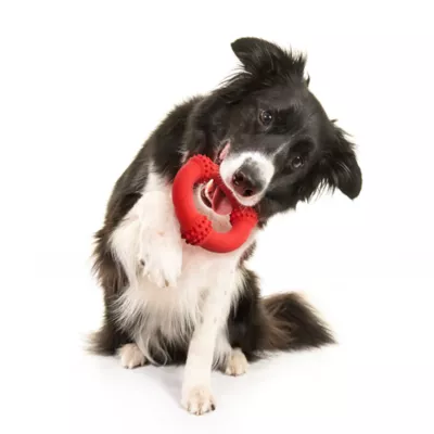Product Playology Teething Ring Beef Scent Chew Dog Toy