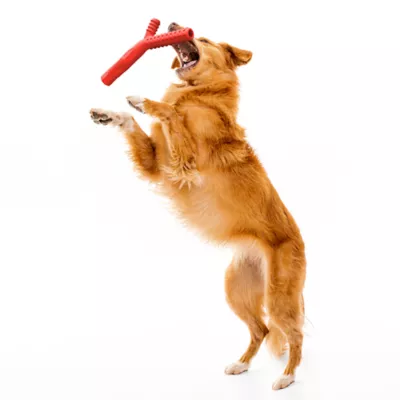 Product Playology Fetch Stick Beef Scent Chew Dog Toy
