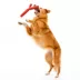 Playology Fetch Stick Beef Scent Chew Dog Toy image thumbnail 3