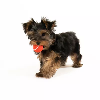 Product Playology Squeaker Chew Ball Beef Scent Dog Toy 3-Pack