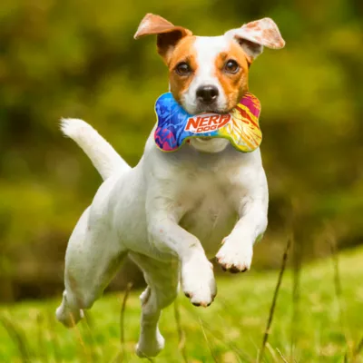 Product Nerf Color Grip Squeaker Bone Dog Toy