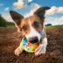 Nerf Color Blast Squeaker Ball Dog Toy image thumbnail 2