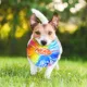Product Nerf Color Grip 9" Disc Dog Toy