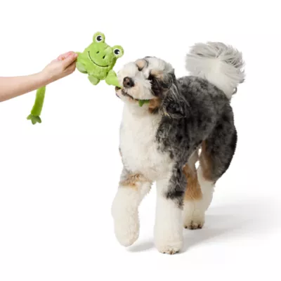 Product Joyhound Crazy Comfy Frog Tug Squeaker Plush Dog toy