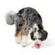 Product Joyhound Flower Bully Stick Treat Dispensing Dog Toy
