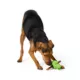 Product Joyhound Cactus Bully Stick Treat Dispensing Dog Toy