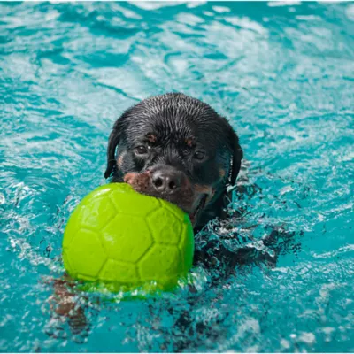 Product Jolly Pets 6" Soccer Ball Dog Toy