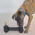  KONG® Extreme Goodie Bone Dog Toy image thumbnail 2