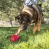  KONG® Ball Dog Toy image thumbnail 2