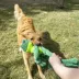  KONG® Knots Frog Squeaker Dog Toy image thumbnail 2